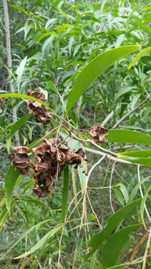 Earleaf acacia(Acacia auriculiformis)