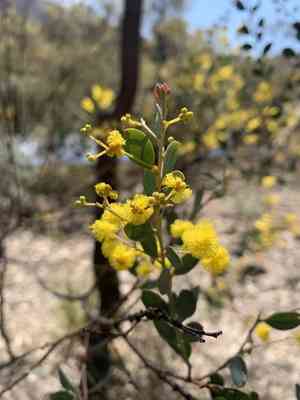 Acacia buxifolia(Acacia buxifolia)