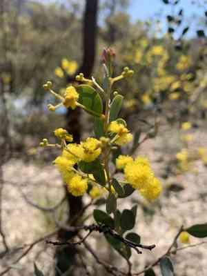 Acacia buxifolia(Acacia buxifolia)