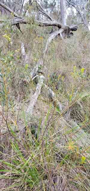 Acacia buxifolia(Acacia buxifolia)