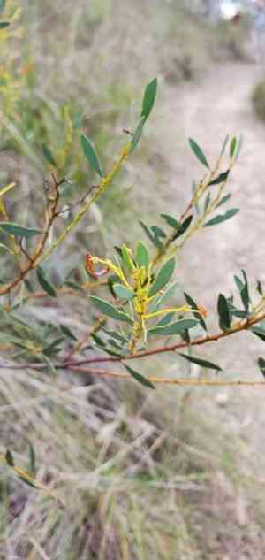 Acacia buxifolia(Acacia buxifolia)