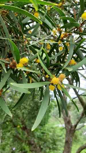 Small Philippine Acacia(Acacia confusa)