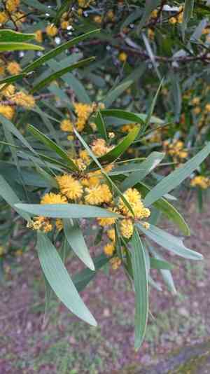 Small Philippine Acacia(Acacia confusa)