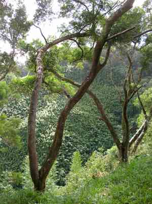 Small Philippine Acacia(Acacia confusa)