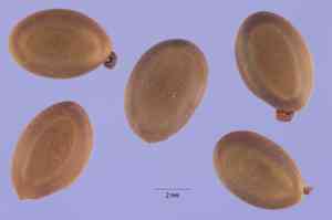 Small Philippine Acacia(Acacia confusa)