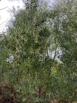 Coastal wattle(Acacia cyclops)