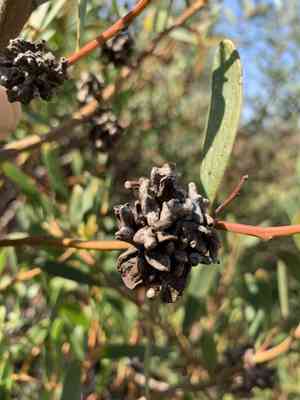 Coastal wattle(Acacia cyclops)