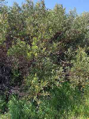 Coastal wattle(Acacia cyclops)