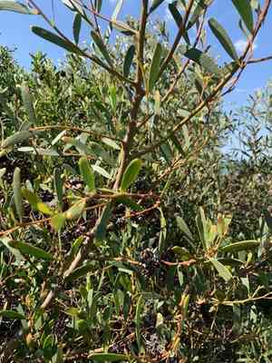 Coastal wattle(Acacia cyclops)