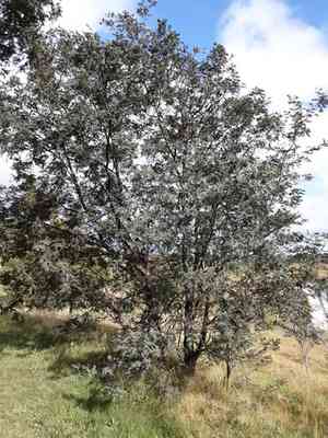 Silver wattle(Acacia dealbata)