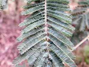 Silver wattle(Acacia dealbata)