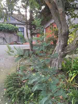 Silver wattle(Acacia dealbata)