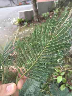 Silver wattle(Acacia dealbata)