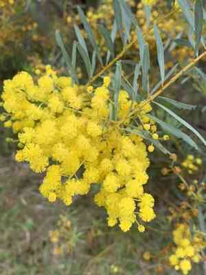 Graceful wattle(Acacia decora)