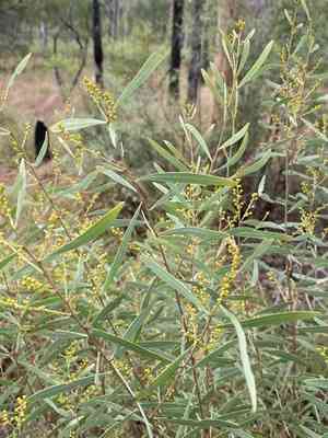 Graceful wattle(Acacia decora)