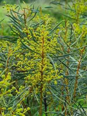 Graceful wattle(Acacia decora)