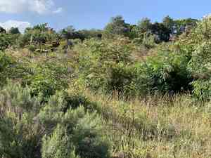 Cedar wattle(Acacia elata)