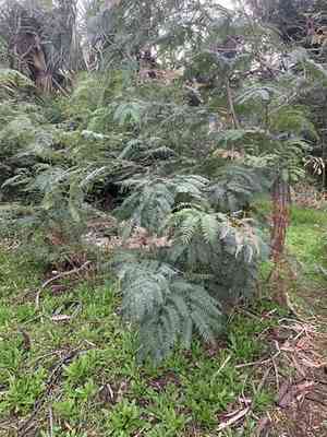 Cedar wattle(Acacia elata)
