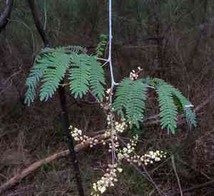 Cedar wattle(Acacia elata)