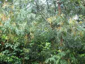 Cedar wattle(Acacia elata)