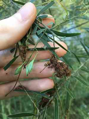 Fringed wattle(Acacia fimbriata)