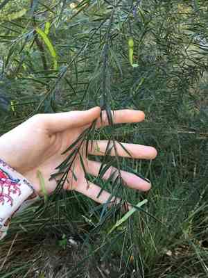 Fringed wattle(Acacia fimbriata)