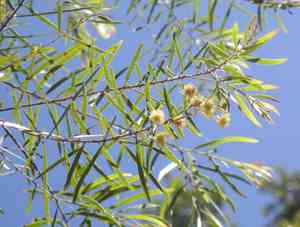 Fringed wattle(Acacia fimbriata)