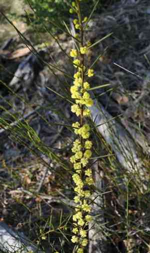 Early wattle(Acacia genistifolia)