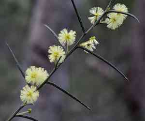 Early wattle(Acacia genistifolia)
