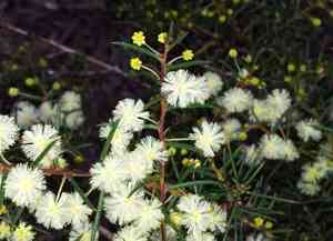 Early wattle(Acacia genistifolia)