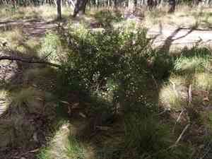 Early wattle(Acacia genistifolia)