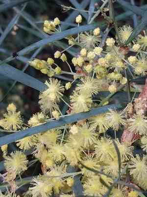 Flinder's range wattle(Acacia iteaphylla)