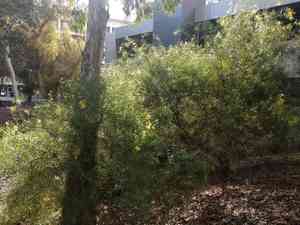 Flinder's range wattle(Acacia iteaphylla)
