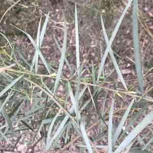 Flinder's range wattle(Acacia iteaphylla)