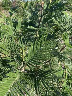 Black wattle(Acacia mearnsii)