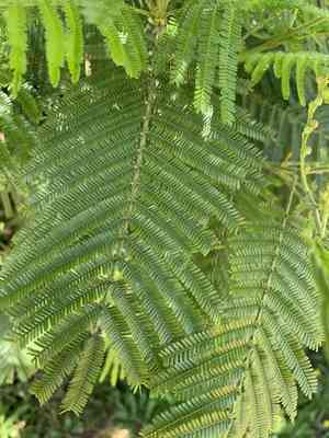 Black wattle(Acacia mearnsii)