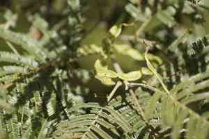 Black wattle(Acacia mearnsii)