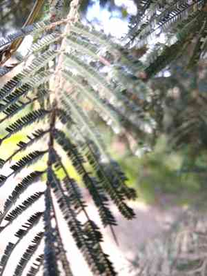 Black wattle(Acacia mearnsii)