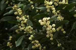 Blackwood(Acacia melanoxylon)