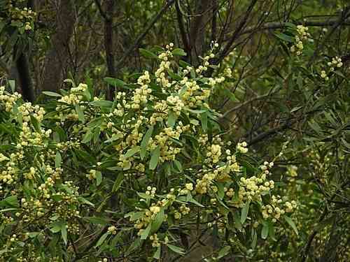 Blackwood(Acacia melanoxylon)