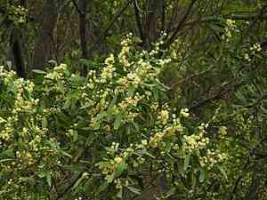 Blackwood(Acacia melanoxylon)