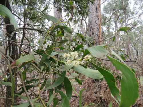 Blackwood(Acacia melanoxylon)