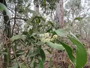 Blackwood(Acacia melanoxylon)