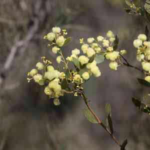 Myrtle wattle(Acacia myrtifolia)