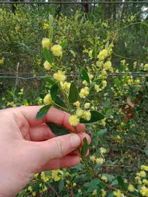 Myrtle wattle(Acacia myrtifolia)
