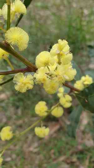 Myrtle wattle(Acacia myrtifolia)