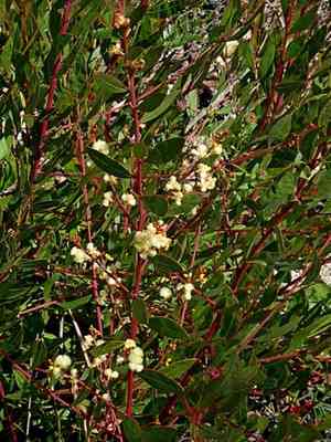 Myrtle wattle(Acacia myrtifolia)