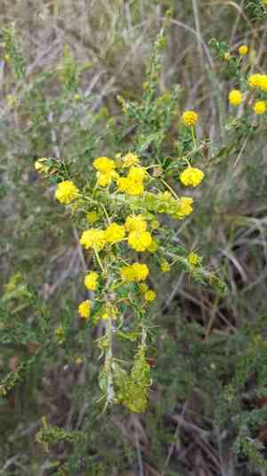Paradox acacia(Acacia paradoxa)