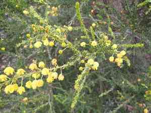 Paradox acacia(Acacia paradoxa)