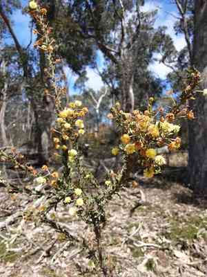 Paradox acacia(Acacia paradoxa)